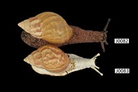 藏品(非洲大蝸牛)的圖片